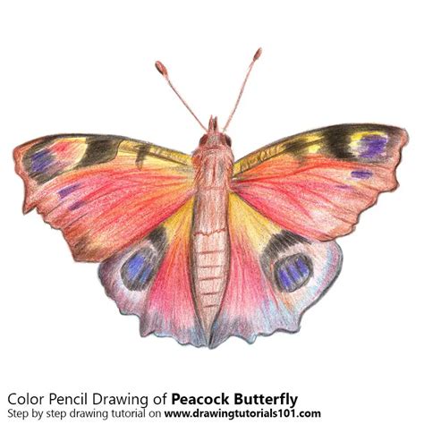 Colored Pencil Butterfly Drawings I Always Use Prismacolor Colored