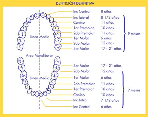 Dentición Definitiva