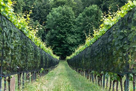 Etude Des Filets Paragr Le Sur Lombrage De La Vigne Institut