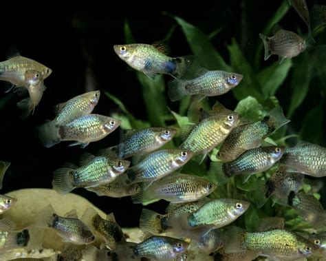 Platy Blue Mickey Mouse Xiphophorus Maculatus Platys