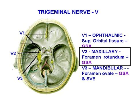 Branches Of The Trigeminal Nerve All Branches Of