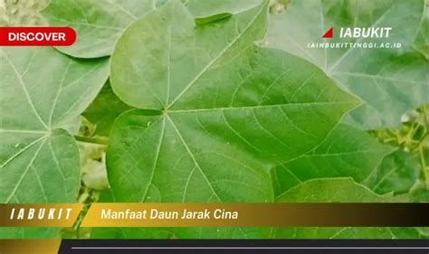 Bukan Cuma Daun Ketumbar Yuk Ketahui Manfaat Daun Jarak Cina Yang