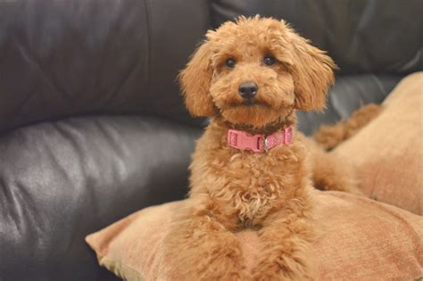 Miniature Poodle: Bonnie's First Haircut | Temporary:Secretary | UK ...