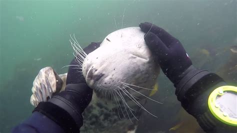 Friendly Seal Gets Playful With Diver Youtube