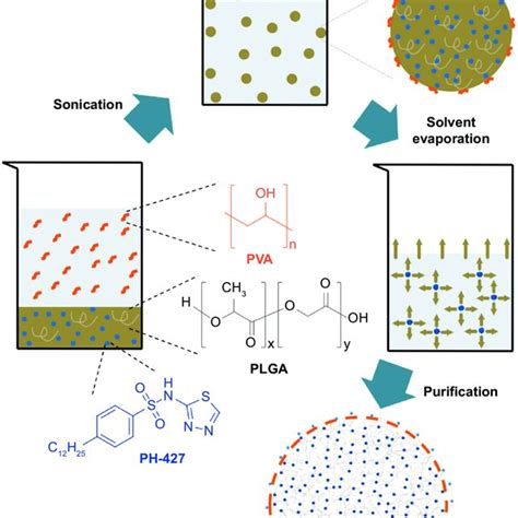 Schematic Of The Procedure For Creating Plga Polymeric Nanoparticles Download Scientific