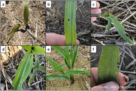 Optimizing Early Season Pest Management For Maryland Field Corn Maryland Agronomy News