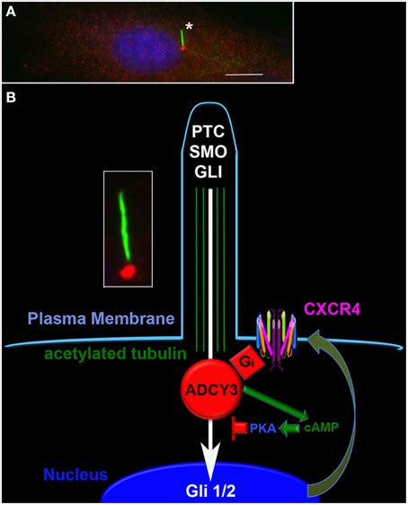 Cyclic AMP signaling at the primary cilium regulates sonic hedgehog ...