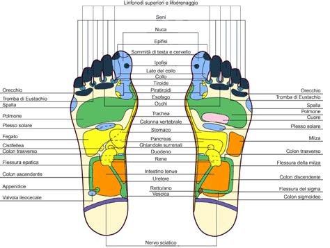 Riflessologia Plantare Origini Mappa E Applicazioni Stretching