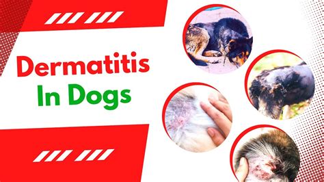 Understanding Dermatitis in Dogs: Causes, Symptoms, and Treatment ...