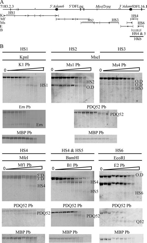 Identification Of Dnase I Hypersensitive Sites In The V D Intergenic