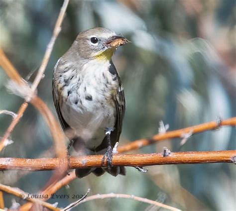 Field Trip East Dike Trail At Lake Lowell — Golden Eagle Audubon