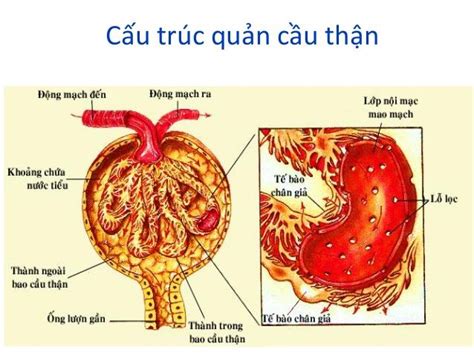 Thận Nằm ở Vị Trí Nào Trên Cơ Thể Cấu Tạo Của Thận