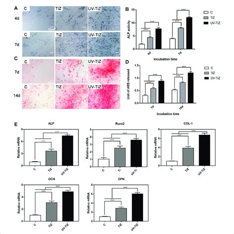 A And B Alp Staining And Quantitative Results Of Mc T E Cells