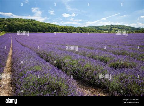 Castle Farm Lavender fields in Kent, UK Stock Photo - Alamy