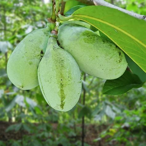 Paw Paw Trees For Sale At Ty Ty Nursery