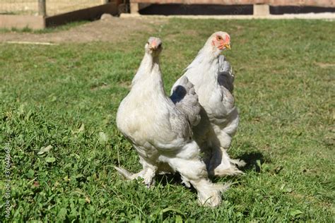 Galline Gallo Penne Piume Stralla Fattoria Didattica Uova Foto De Stock