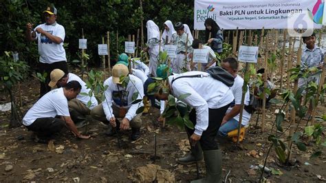 PLN Nusantara Tanam 5 000 Mangrove Di Ecomarine Muara Angke Foto