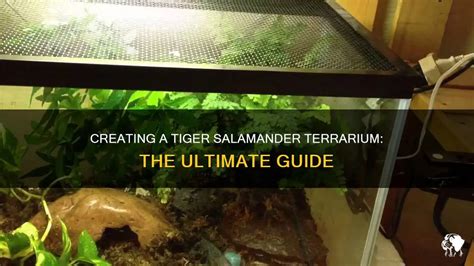 Creating A Tiger Salamander Terrarium The Ultimate Guide Petshun