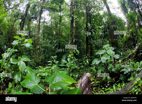 Costa Rica Rainforest Stock Photo - Alamy