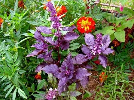 Purple basil: benefits and harms – Healthy Food Near Me