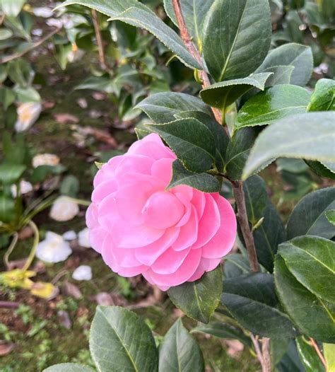 Camelia Japónica Vivero El Colorado