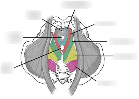 Muscles Of The Pelvic Floor Diagram Quizlet