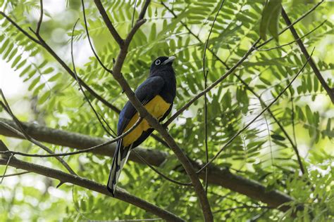 Trogon Viridis Green Backed Trogon Male Trogonidae A Flickr