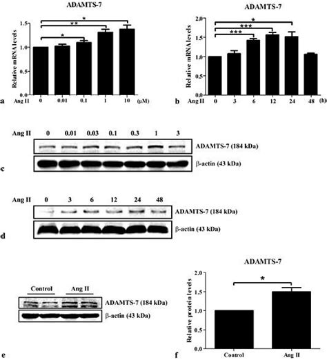 Ang Ii Concentration And Time Dependently Promoted Adamts Expression