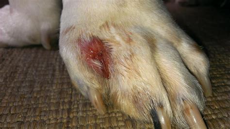 25 Images Dog Paw Swollen Red Between Toes Treatment - Demodectic Mange