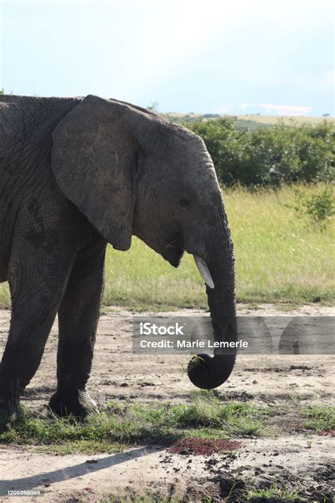 Kepala Gajah Closeup Di Sabana Afrika Foto Stok Unduh Gambar Sekarang