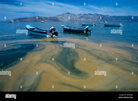 Red Tide caused by dinoflagellates (Noctiluca sp) source of Stock Photo ...