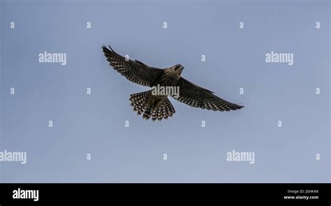 Peregrine Falcon Hunting Pigeon Hi Res Stock Photography And Images Alamy