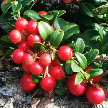 Lingonberries - Pine River Farm