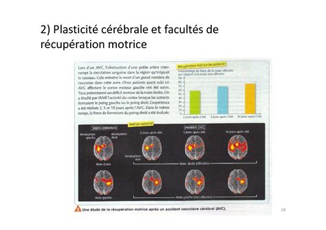 Motricité volontaire et plasticité cérébrale Cours 2 AlloSchool