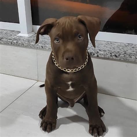 Pit Bull Por 100 Reais RETOEDU