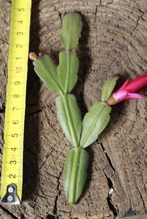 Zygocactus Cutting South Africa