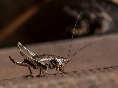 How To Deal With Crickets In Basement Area Openbasement