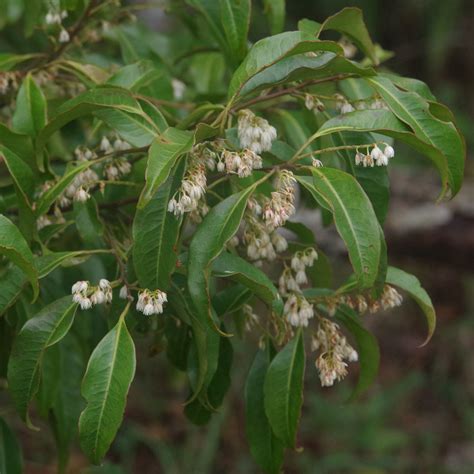 Elaeocarpus Obovatus Paluma Nw Of Townsville Qld 2011 Flickr