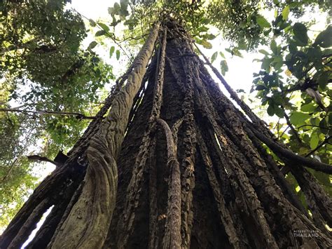 Kaeng Krachan National Park - Wildlife viewing paradise - It's better ...