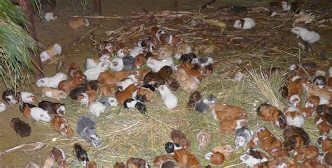 Cuy Guinea Pig An Andean Delicacy The Lazy Dog Inn