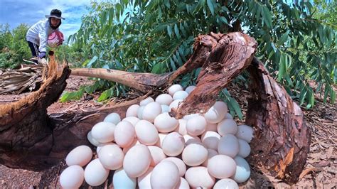 Wow Wow Unique A Female Fisherman Pick A Lot Of Duck Eggs Under The