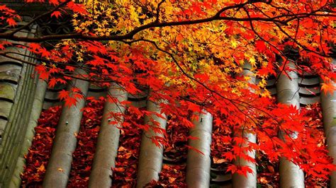 Japan Fall Wallpapers Top Free Japan Fall Backgrounds Wallpaperaccess