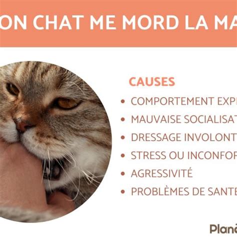 POURQUOI Mon CHAT Me MORDILLE La MAIN CAUSES Et QUE FAIRE