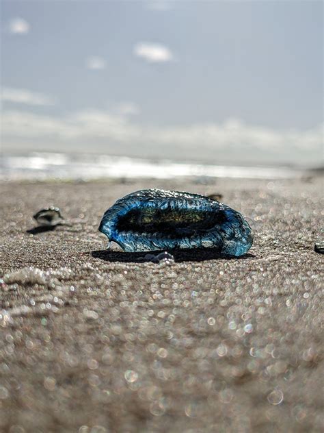 Velella Velella By The Wind Sailor R Natureisfuckinglit