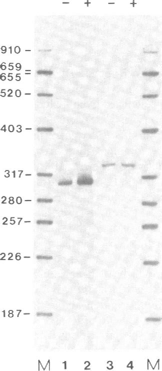 Figure From Activating Transcription Factor Atf Regulates Human