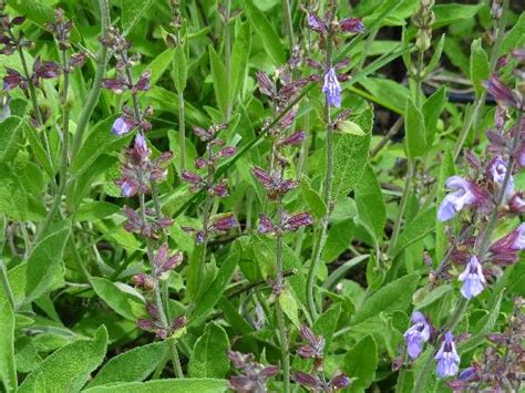 Salvia Annual Perennial Shrub