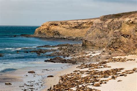 How to visit San Miguel Island, Channel Islands National Park - Los Angeles Times