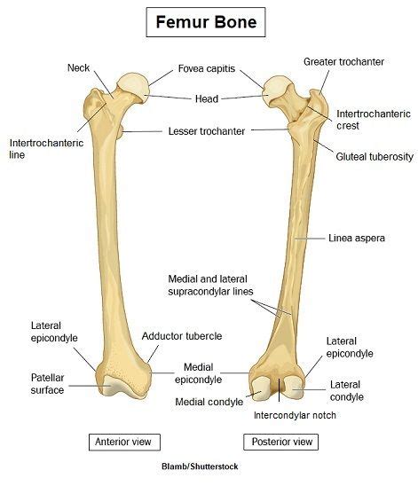 Femur Bone Anatomy Landmarks and Muscle Attachments | Basic anatomy and ...