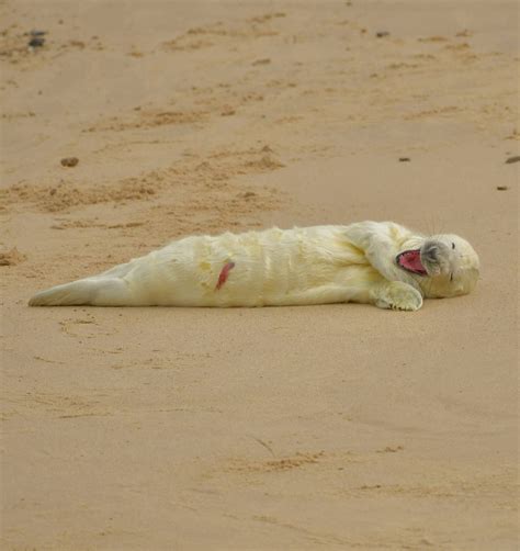 Adorable Image Shows Newborn Seal Appearing To Smile With Delight