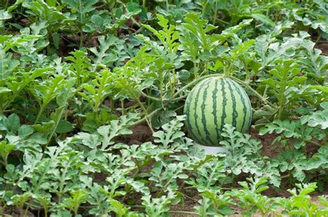 Premium Photo Watermelon On The Green Watermelon Plantation In The Summeragricultural